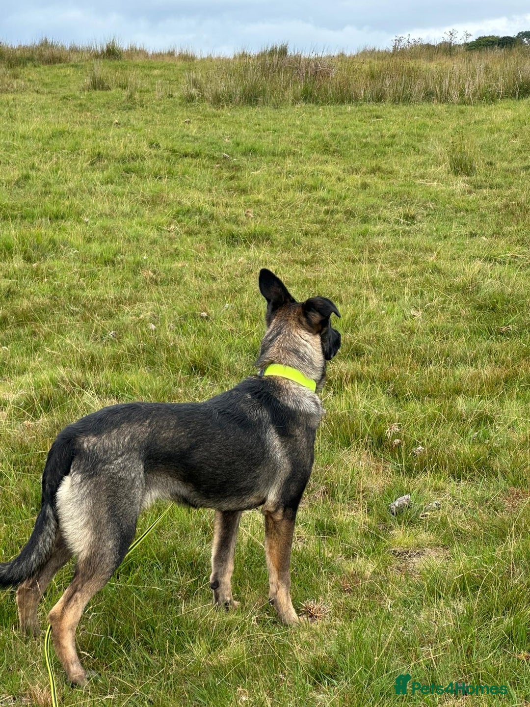 German Shepherd dogs for sale: German Shepherd bitch - Image 4