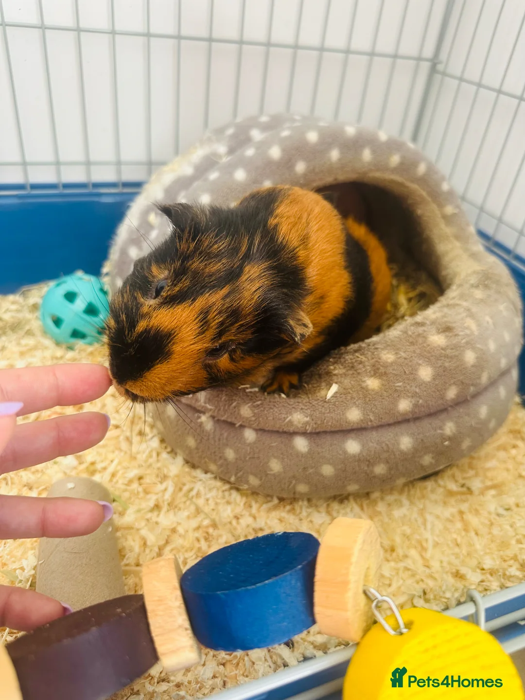 Guinea Pig rodents for sale: Male guinea pig for sale  - Advert 2