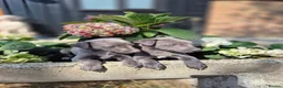 Whippet dogs for sale: Whippet Puppies - Advert 4