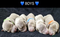Miniature Dachshund dogs for sale: 🌟QUALITY KC REG & PRA CLR MINIATURE DACHSHUNDS🌟 - Image 7
