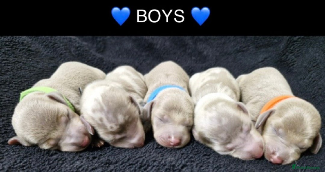 Miniature Dachshund dogs for sale: 🌟QUALITY KC REG & PRA CLR MINIATURE DACHSHUNDS🌟 - Image 7