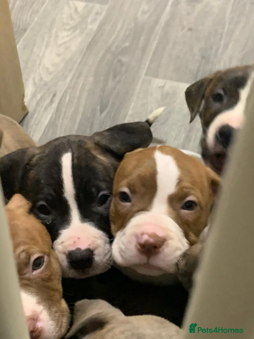 Staffordshire Bull Terrier dogs for sale: Five female small dogs and three male small dogs. - Advert 1