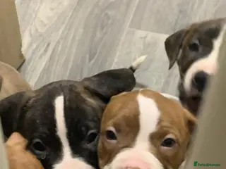 Staffordshire Bull Terrier dogs Five female small dogs and three male small dogs. - Advert 5