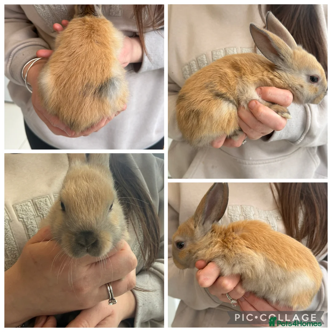 Mini Lop rabbits for sale: Mini Lop - Advert 3