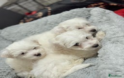 Maltese dogs for sale: Maltese puppy’s  - Image 10