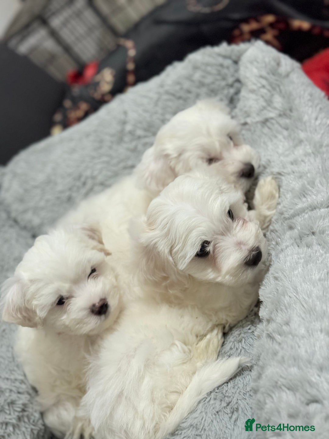 Maltese dogs for sale: Maltese puppy’s  - Image 10