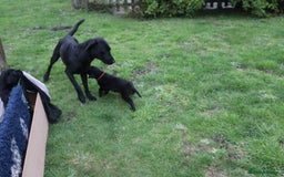Labrador Retriever dogs for sale: 1 Black Labrador bitch left ready to go now  - Image 19