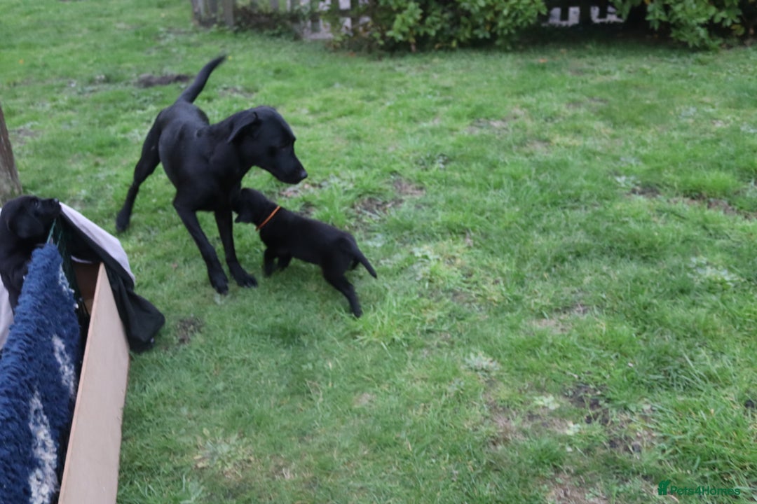 Labrador Retriever dogs for sale: 1 Black Labrador bitch left ready to go now  - Image 19