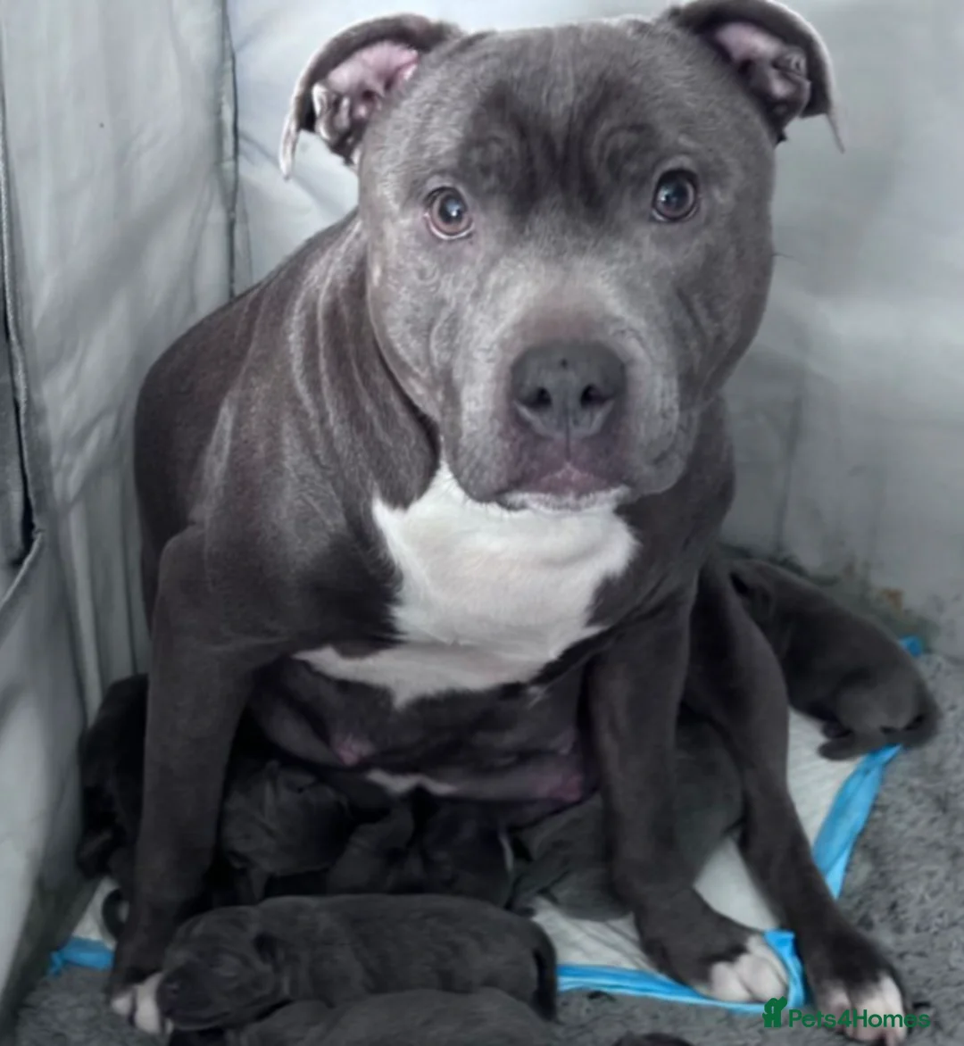 Staffordshire Bull Terrier dogs for sale: Super blueish staffys with excellent nature in Frome - Advert 9