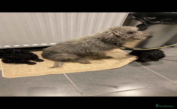 Bedlington Terrier dogs Bedlington terrier  - Advert 1