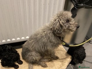 Bedlington Terrier dogs Bedlington terrier - Advert 3