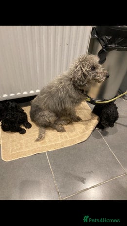 Bedlington Terrier dogs Bedlington terrier - Advert 1