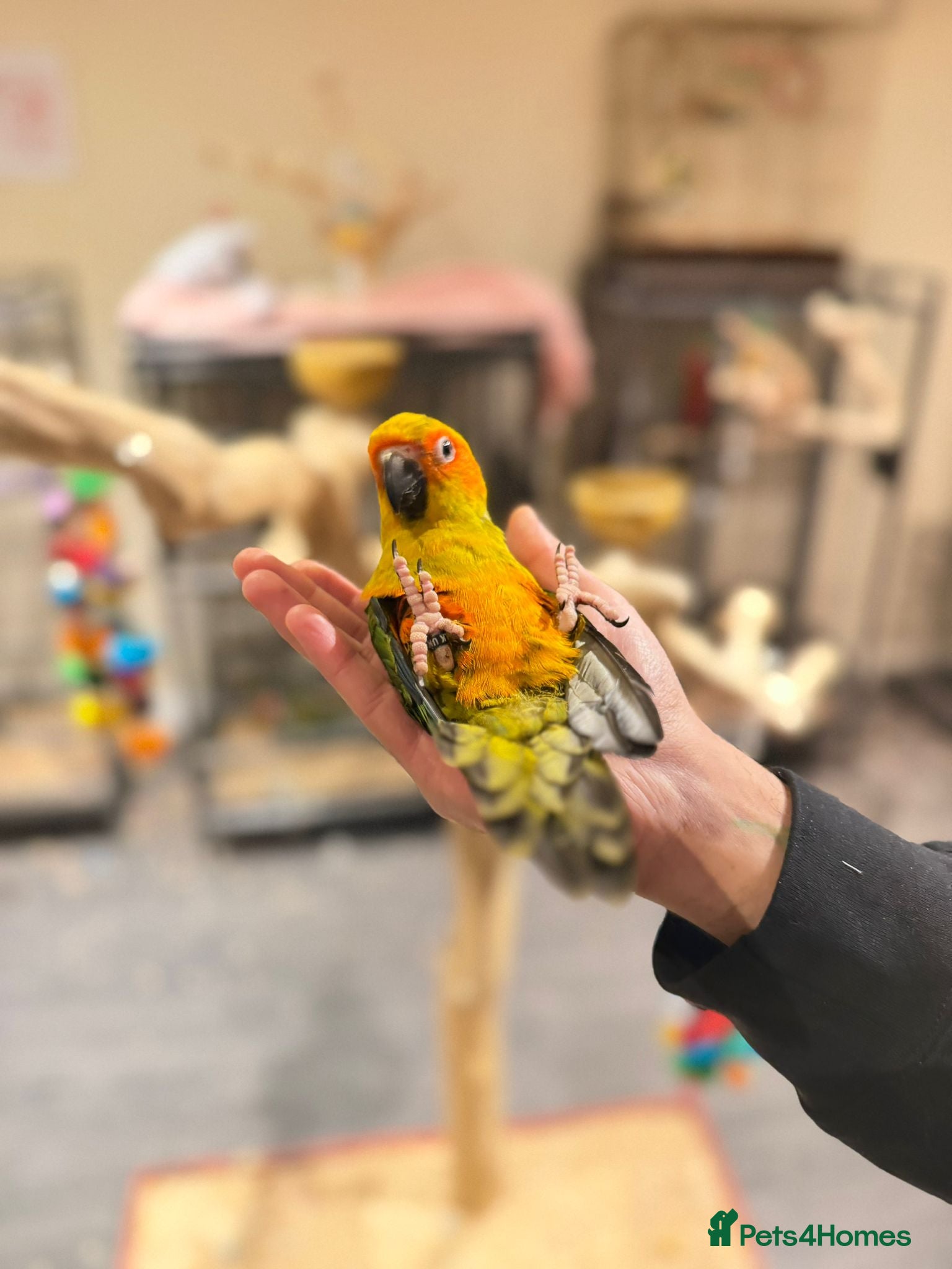 Budgerigars birds Super Tame Handreared Sun Conure  - Advert 2