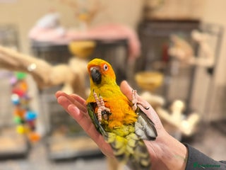 Budgerigars birds Super Tame Handreared Sun Conure - Advert 1