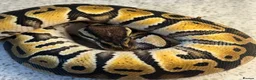 Python Snake reptiles for sale: Royal ball python  - Advert 4