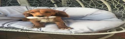 Cockapoo dogs for sale: Cockapoo puppies  - Advert 2