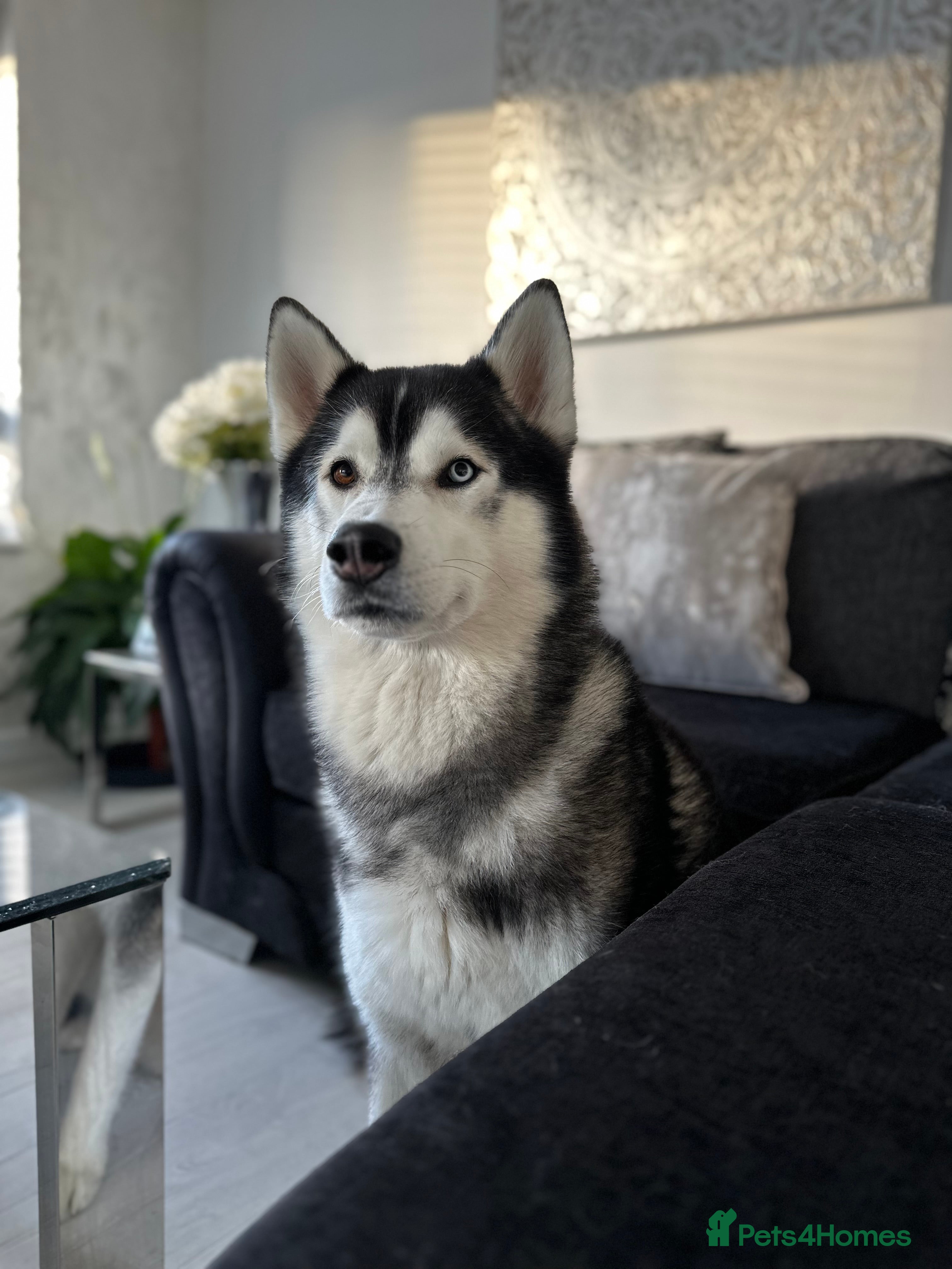 Siberian Husky dogs Proven Gorgeous Siberian Husky *FOR STUD ONLY* in Torquay - Advert 1
