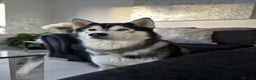 Siberian Husky dogs for stud: Proven Gorgeous Siberian Husky *FOR STUD ONLY* in Torquay - Advert 1