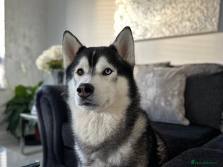 Siberian Husky dogs in Torquay - Advert 15