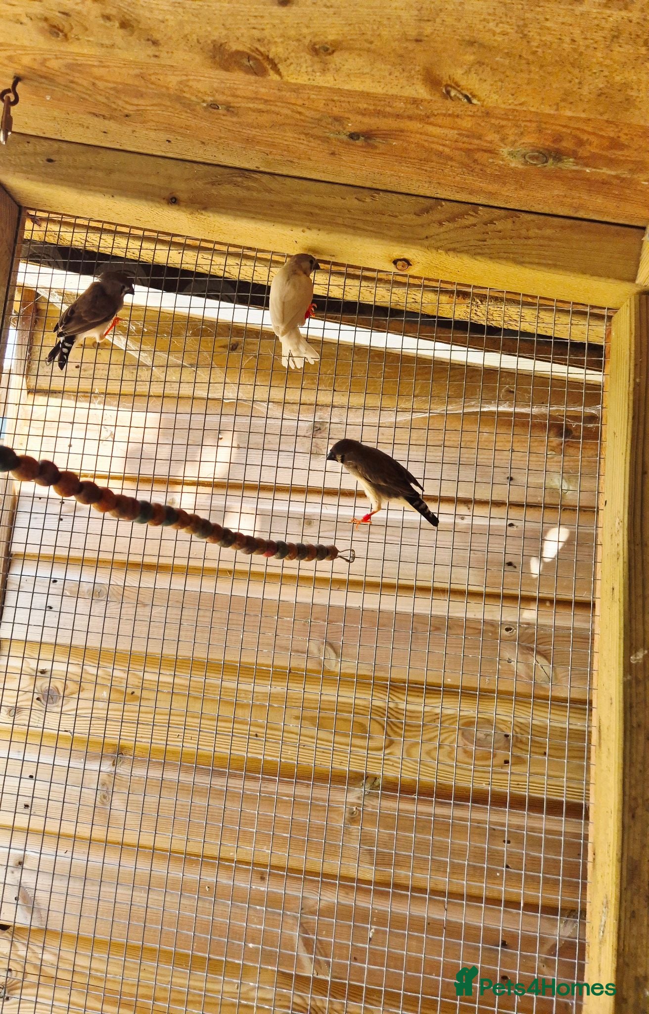 Finches birds Baby zebra finches for sale - Advert 2
