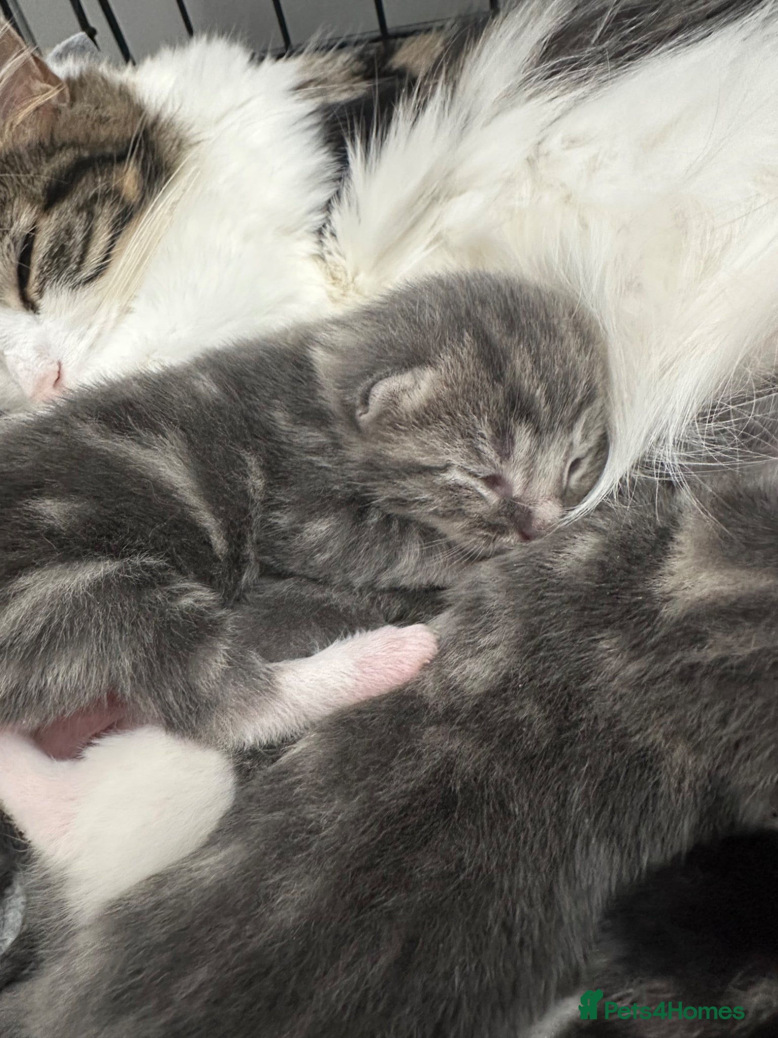 British Longhair cats Domestic long hair kittens - Advert 1