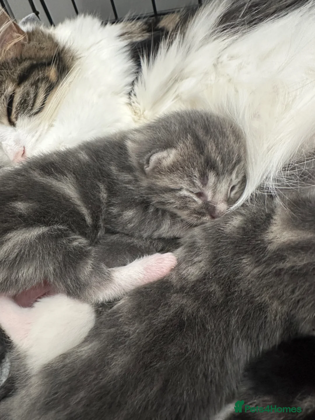 British Longhair cats for sale: Domestic long hair kittens in Liverpool - Advert 1