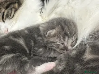 British Longhair cats Domestic long hair kittens - Advert 1