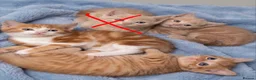 Mixed Breed cats for sale: 2 orange and 1 champagne male kittens - Advert 21
