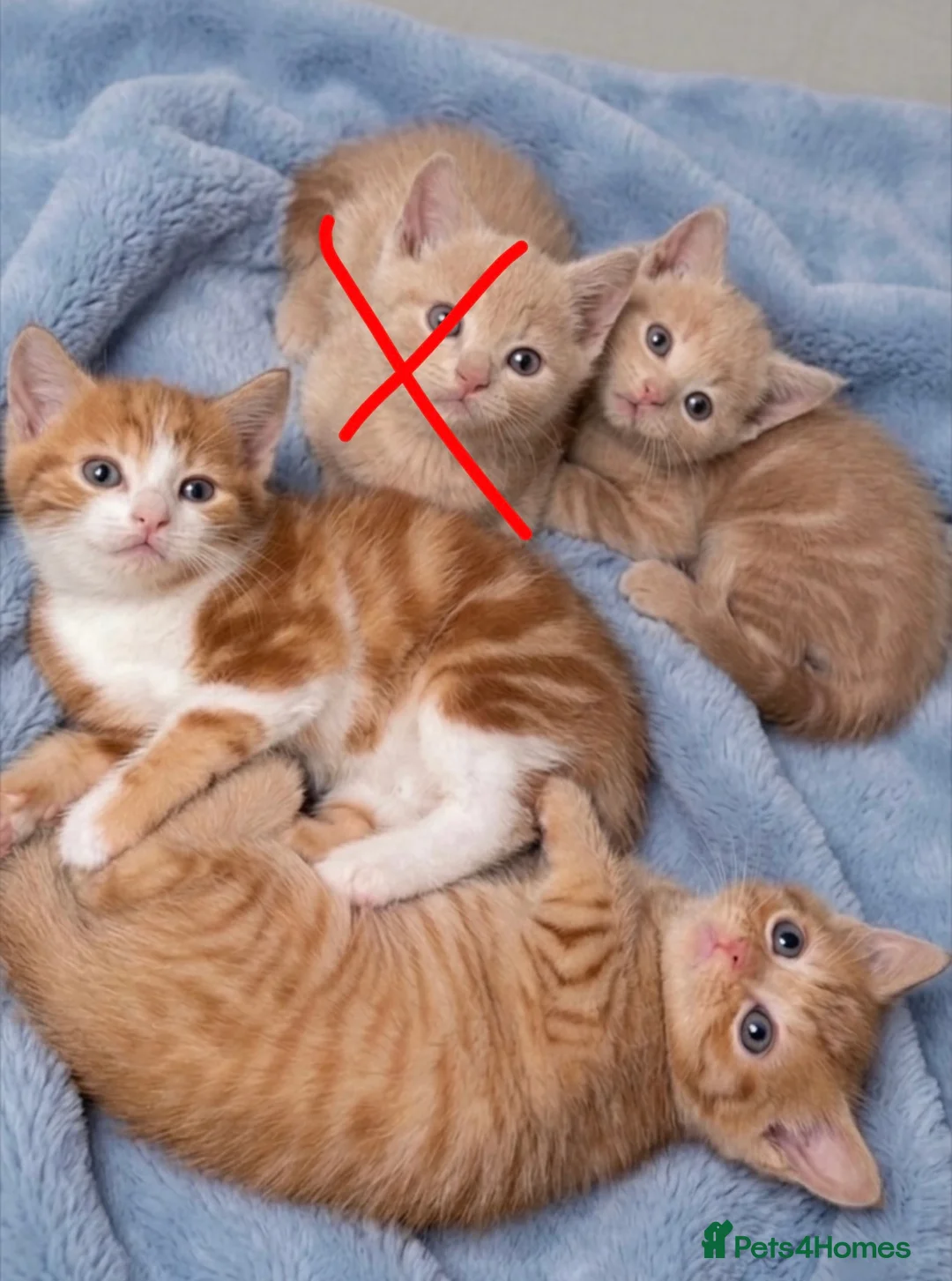 Mixed Breed cats for sale: 2 orange and 1 champagne male kittens - Advert 21