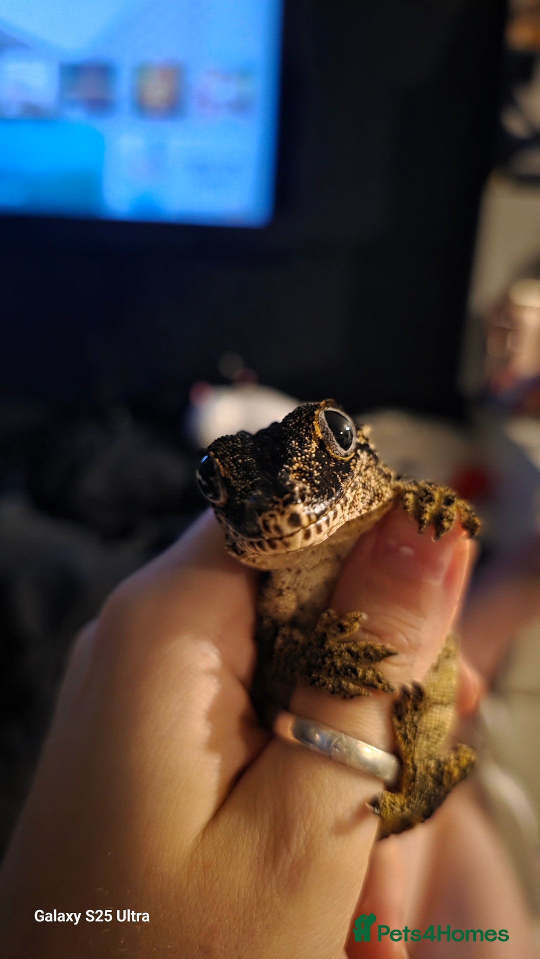 Gecko reptiles for sale: Gargoyle gecko - Advert 5
