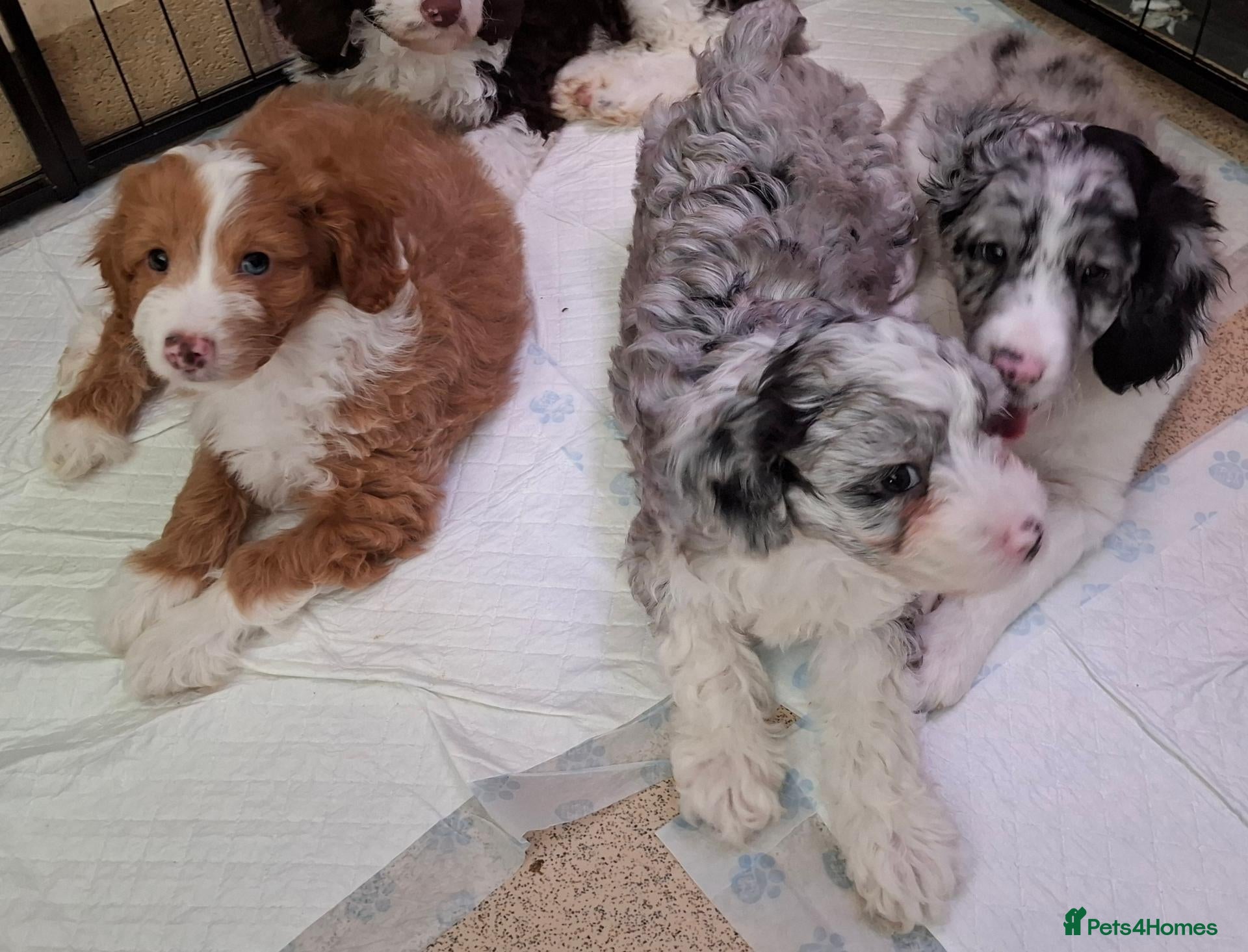 Mixed Breed dogs 9 week Cockerpoo x Cavapoo puppies Ready to go. - Advert 1