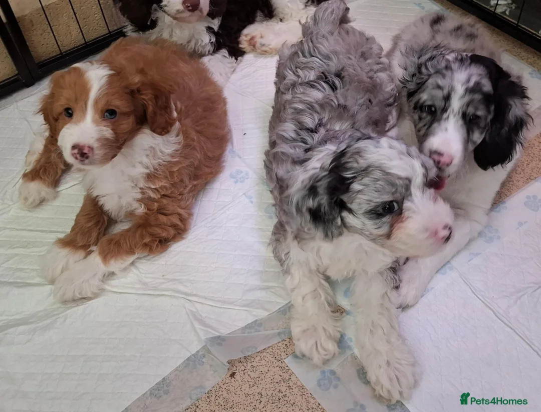 Mixed Breed dogs for sale: 9 week Cockerpoo x Cavapoo puppies Ready to go. - Advert 1
