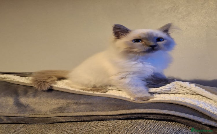 Ragdoll cats - Advert 1
