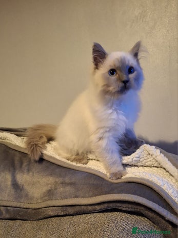 Ragdoll cats - Advert 3