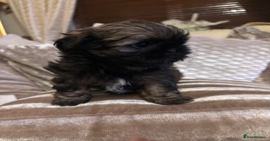 Shih Tzu dogs - Advert 4