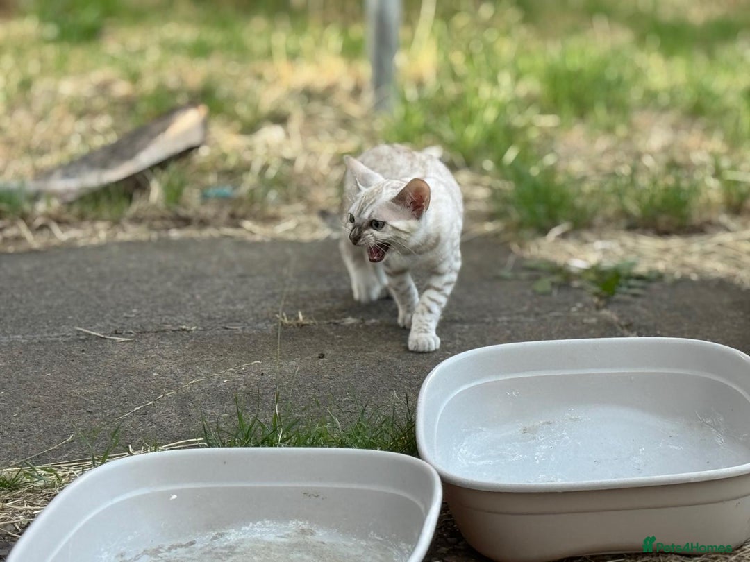 Bengal cats for sale: Champion line Bengal Snow Kittens  - Image 18