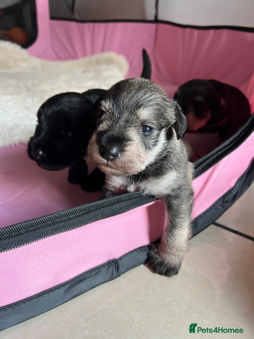 Miniature Schnauzer dogs for sale: Two Gorgeous boys  - Image 6