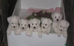 Bichon Frise dogs for sale: Bichon puppies - Image 1
