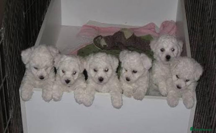 Bichon Frise dogs - Advert 1