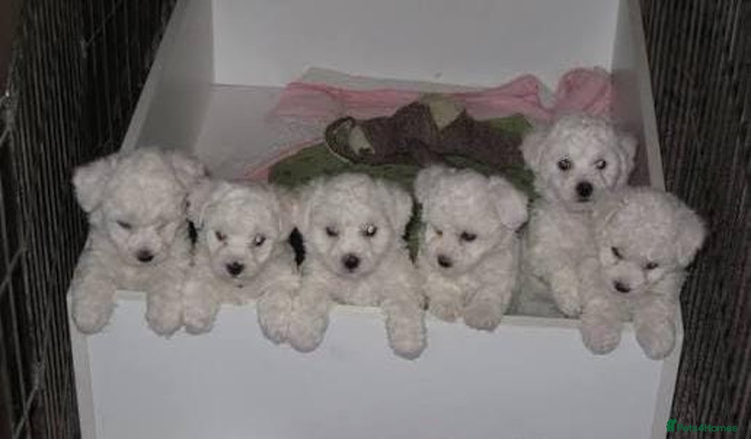 Bichon Frise dogs for sale: Bichon puppies - Image 1