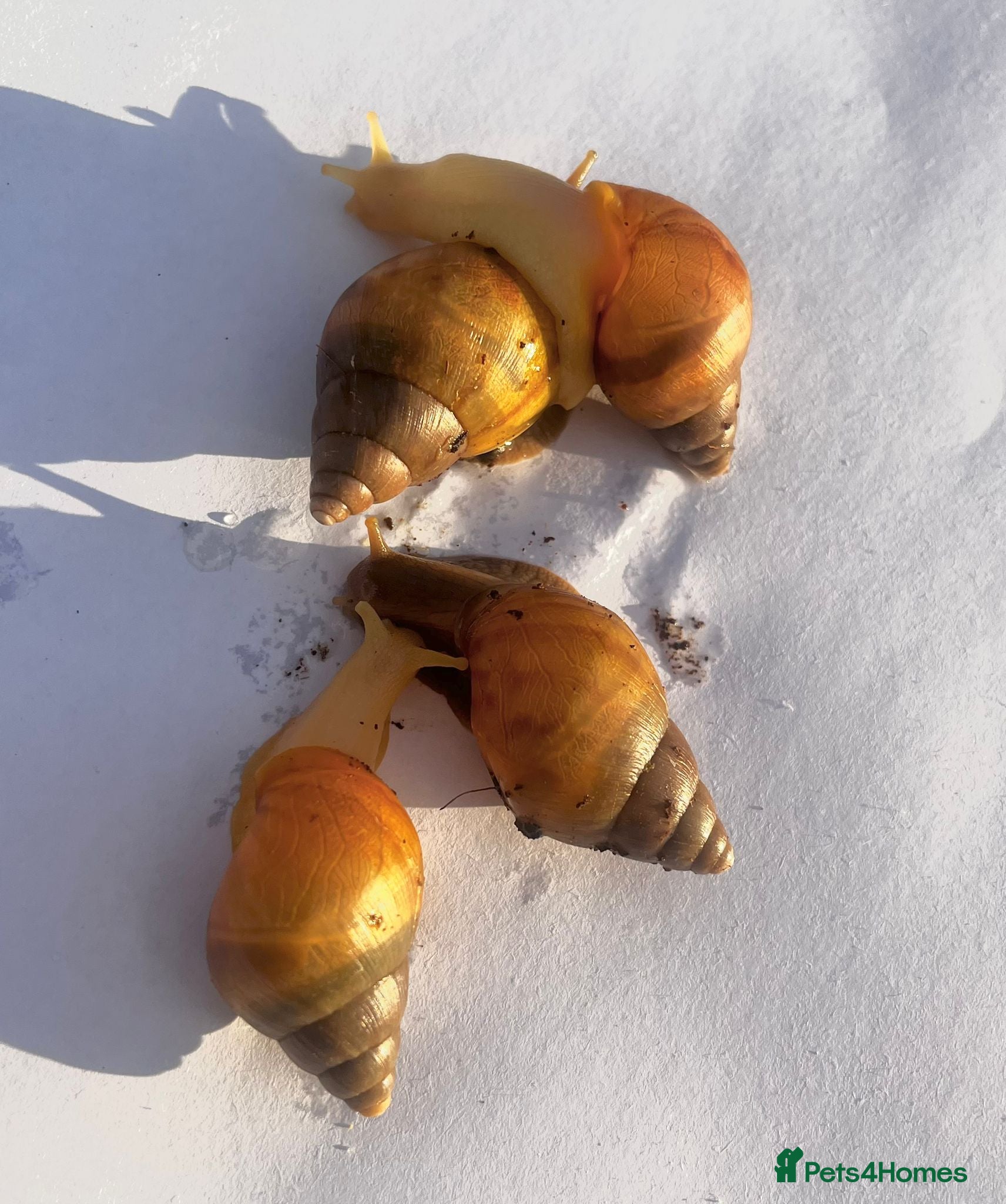 Snails invertebrates Giant African Snail Albino and normal - Advert 2
