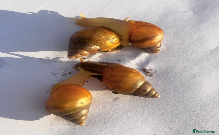Snails invertebrates Giant African Snail Albino and normal - Advert 1