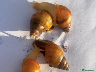 Snails invertebrates Giant African Snail Albino and normal - Advert 1