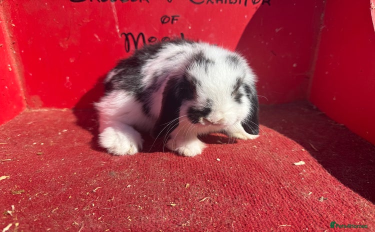 Mini Lop rabbits - Advert 14