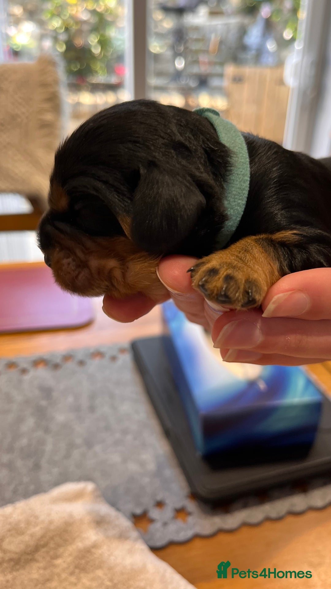 Cavalier King Charles Spaniel dogs for sale: Health Tested Parents - Image 7