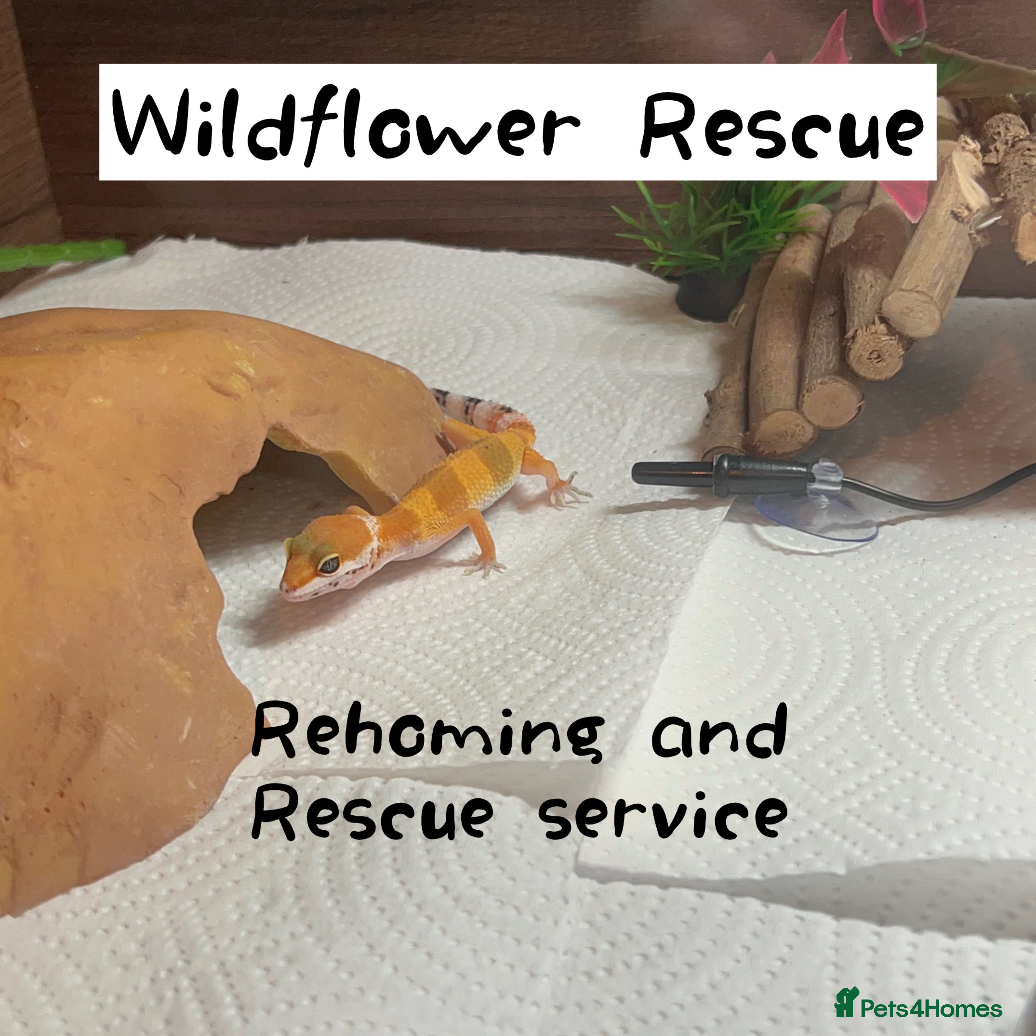 Mixed Breed reptiles Rescue and Rehoming Service - Advert 2