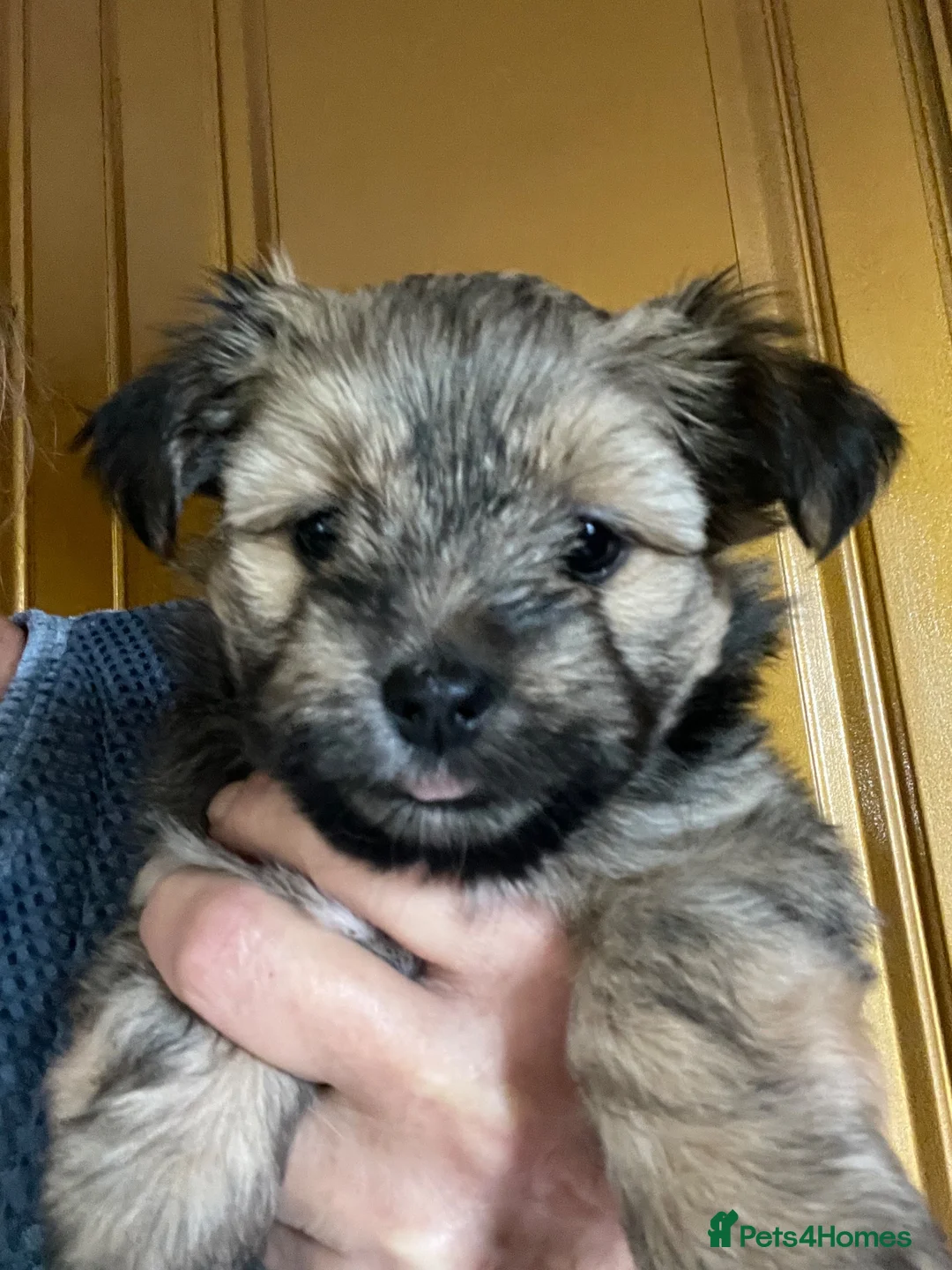 Mixed Breed dogs for sale: Chorkie girls - Advert 2