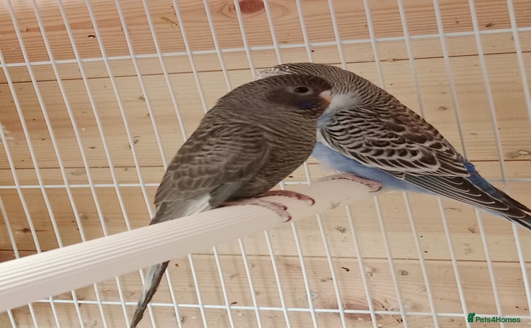 Budgerigars birds - Advert 3