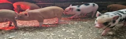 Pig livestock for sale: Adorable Mini Pigs: Spotted & Ginger, M&F in Birmingham - Advert 15