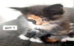 Mixed Breed cats for sale: Mainecoon and Forest Norwegian mixed kittens - Image 5